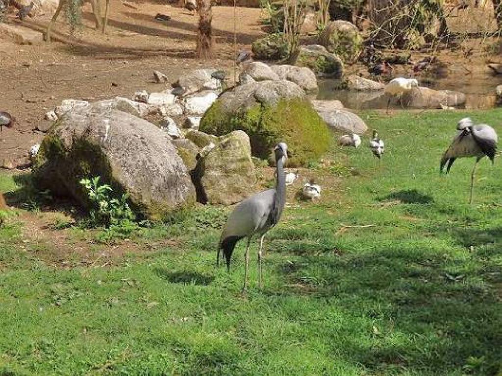 149 BIO PARC DE DOUE LA FONTAINE 6- 2016_000040.jpg